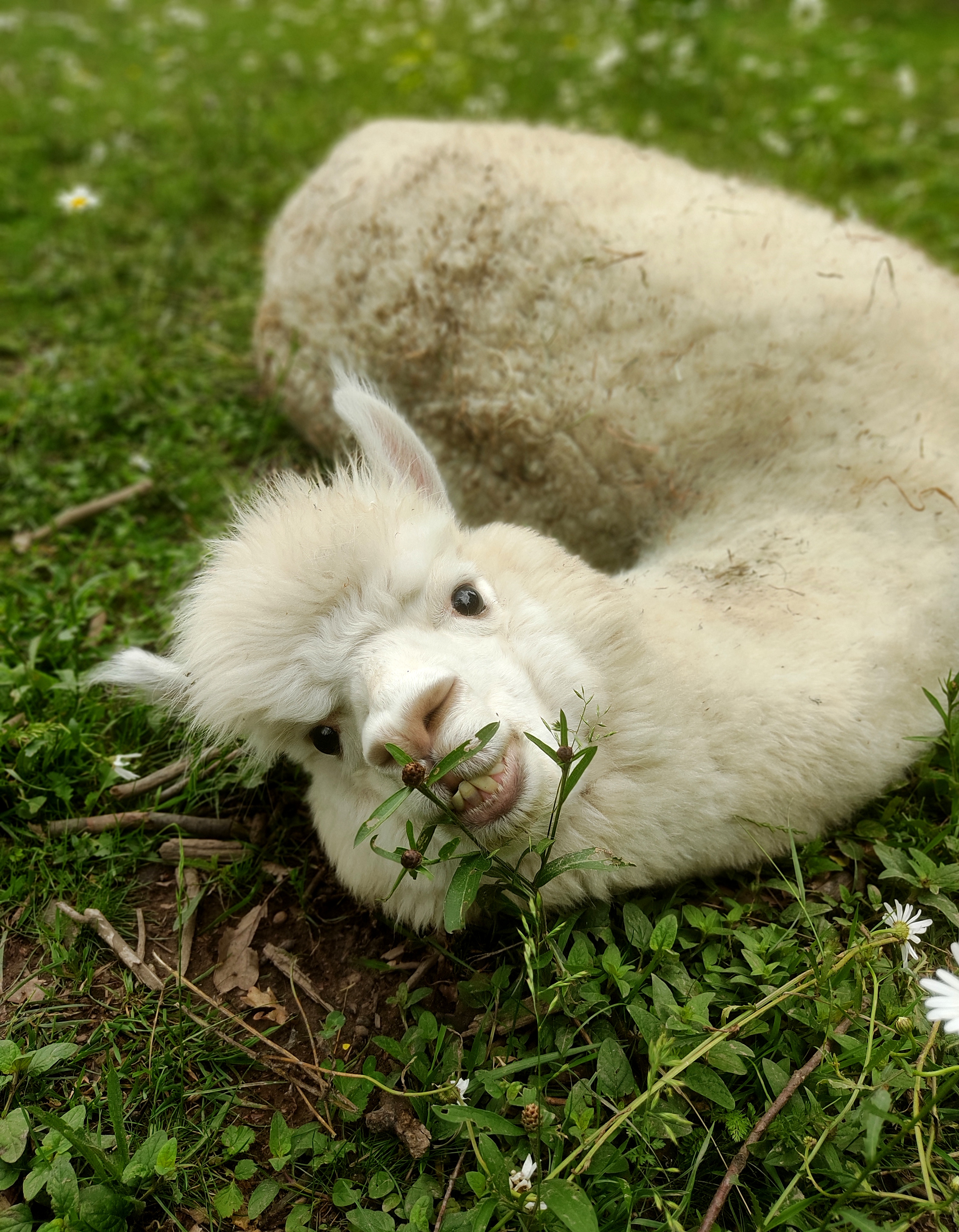 Alpakafarm Hirtenaue