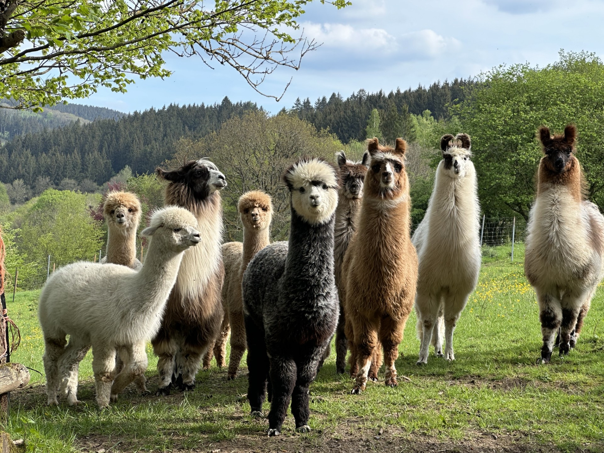 Eifel Lamas